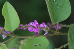 Desmodium velutinum
